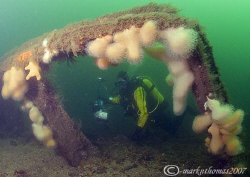 Diver on wreck of the Lady Isabella.
Firth of Clyde.
D2... by Mark Thomas 